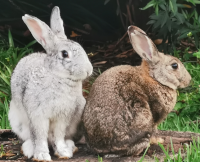picture of a pair of rabbits, they're beautiful