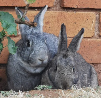 picture of a pair of rabbits, they're beautiful